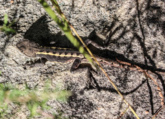Diporiphora phaeospinosa