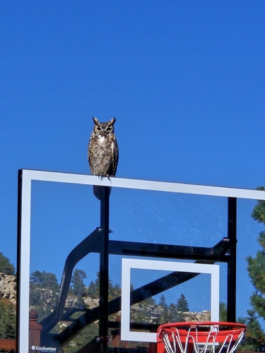 Great Horned Owl