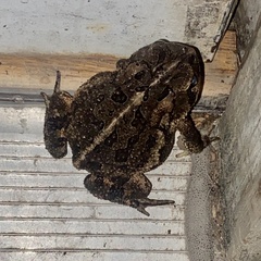 Anaxyrus terrestris