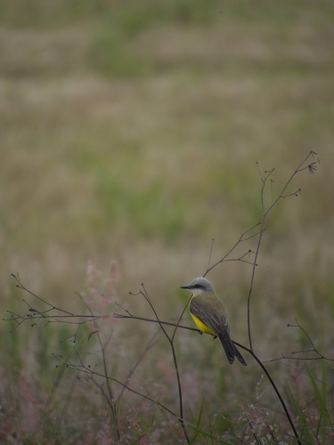 White-throated Kingbird