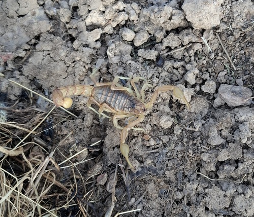 Buthus halius