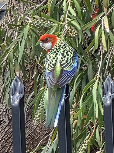 Eastern Rosella