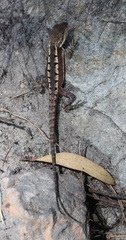 Diporiphora phaeospinosa