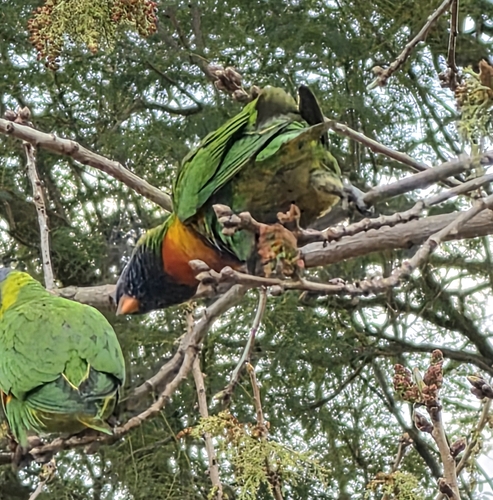 Rainbow Lorikeet