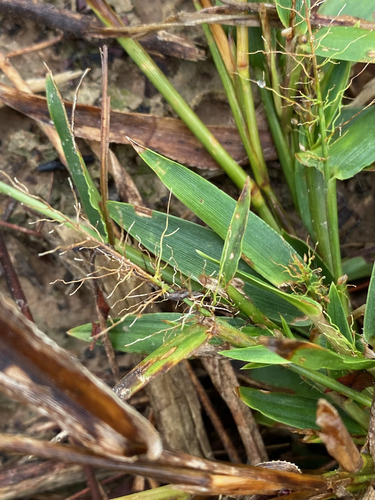 Dichanthelium sphaerocarpon observed 2026-10-02