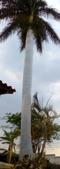 Arecaceae