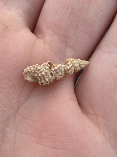 Cerithium muscarum, 2026-10-05