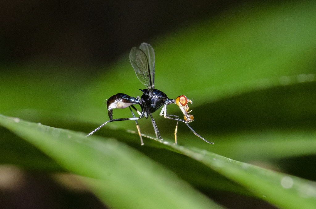 Angitula longicollis