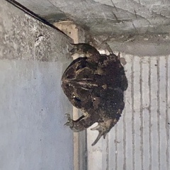 Anaxyrus terrestris