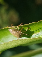 Dendrocoris