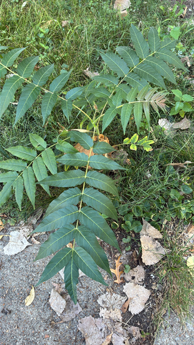 tree-of-heaven