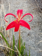 Sprekelia formosissima