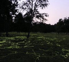 Phanophorus perspicax