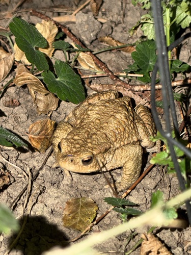 European Toad