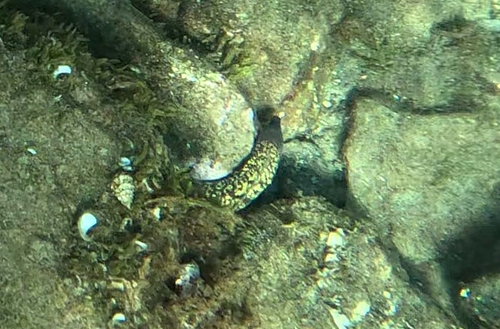 Mediterranean Moray