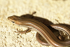 Pseudemoia rawlinsoni