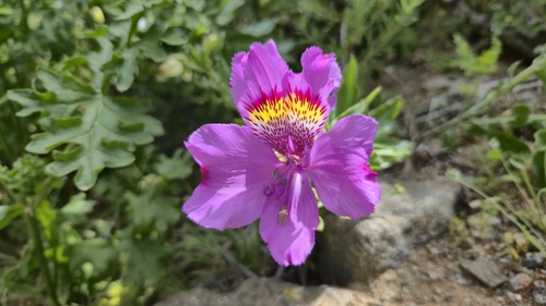 Alstroemeria philippii (Alstroemeria philippii)