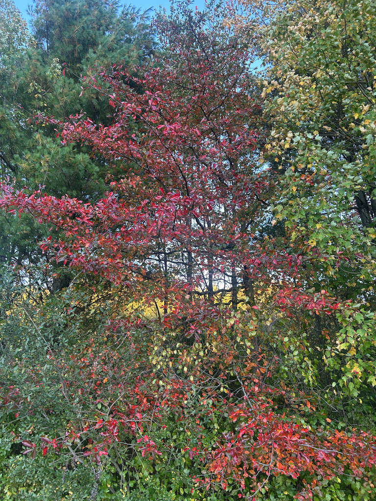 A small black gum gone bright red from top to bottom, between green pines and a yellowing tree.