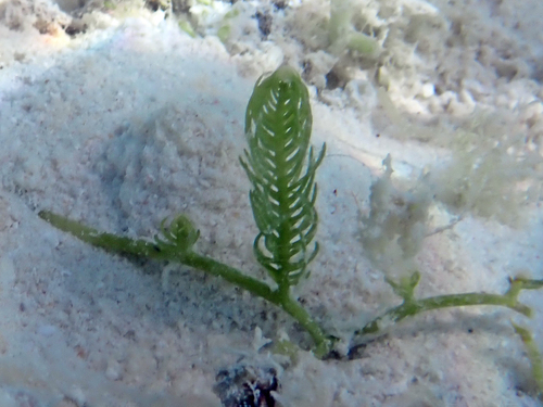 Caulerpa taxifolia observed 2026-10-05