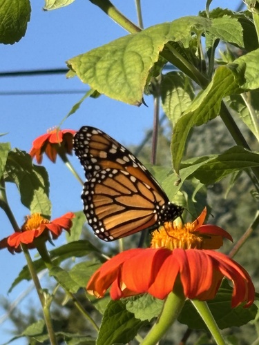 Monarch