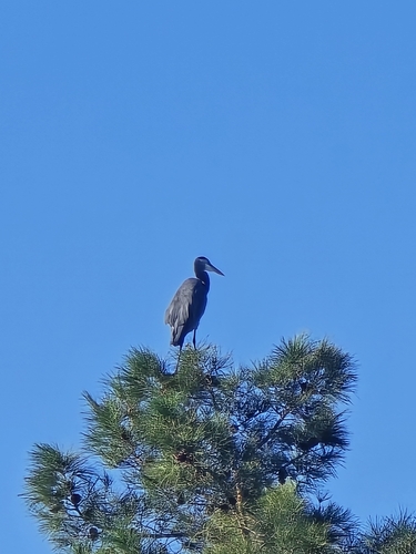 Great Blue Heron