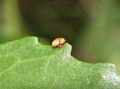 Cryptocephalus pumilus