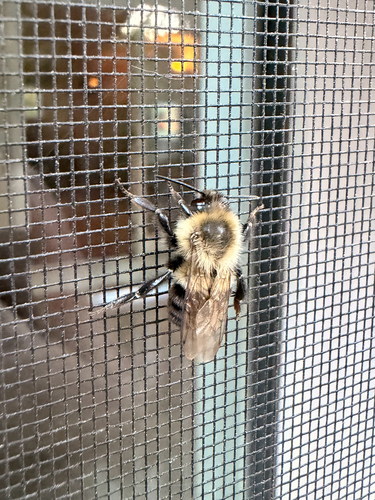 Common Eastern Bumble Bee