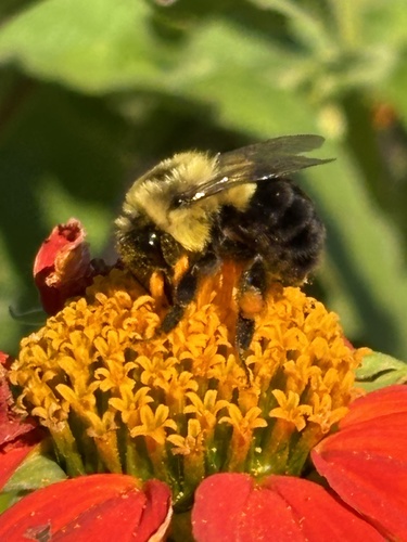 Common Eastern Bumble Bee