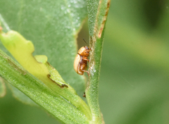 Cryptocephalus pumilus