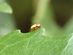 Cryptocephalus pumilus