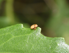 Cryptocephalus pumilus