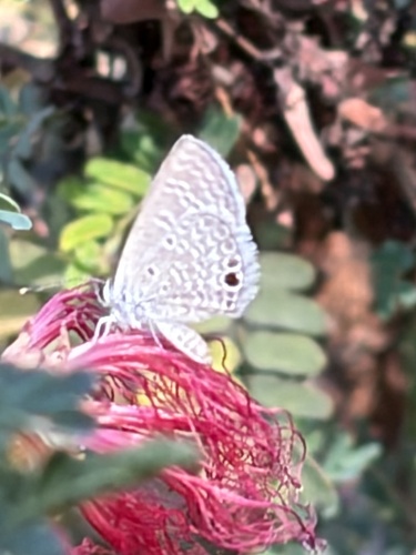 Ceraunus Blue