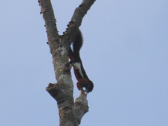 Callosciurus prevostii