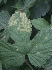 Pseudoperonospora cubensis