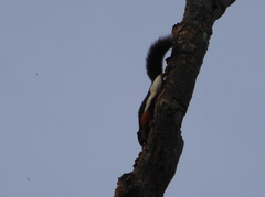 Callosciurus prevostii