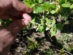 Ribes hirtellum