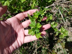 Ribes hirtellum