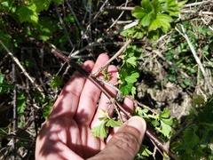 Ribes hirtellum