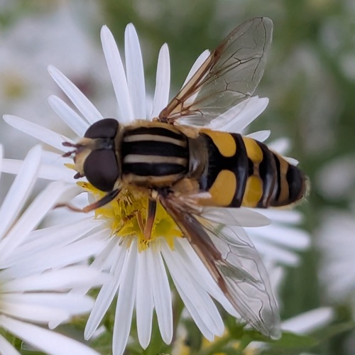 Narrow-headed Marsh Fly