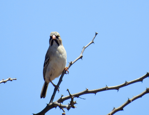 iNaturalist image