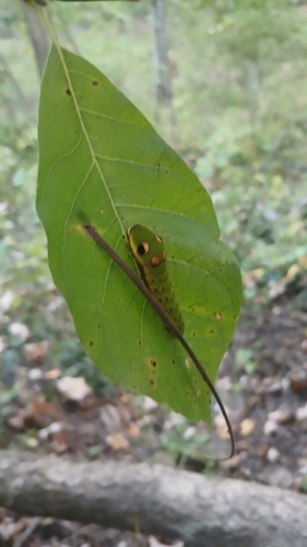 Spicebush Swallowtail
