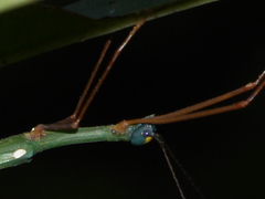 Marmessoidea sumatrensis
