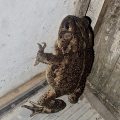 Anaxyrus terrestris