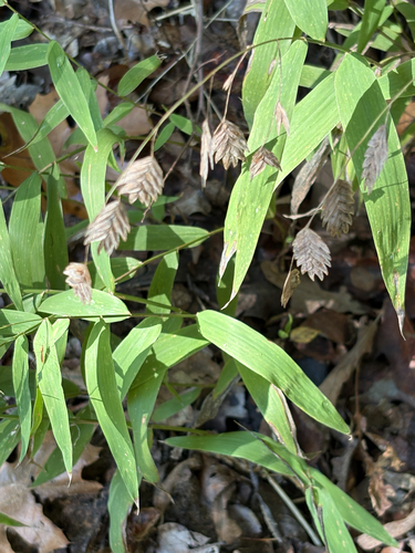 river oats