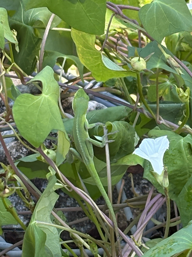 Green Anole