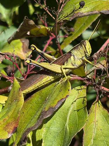 Obscure Bird Grasshopper