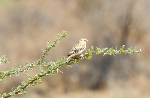 iNaturalist image