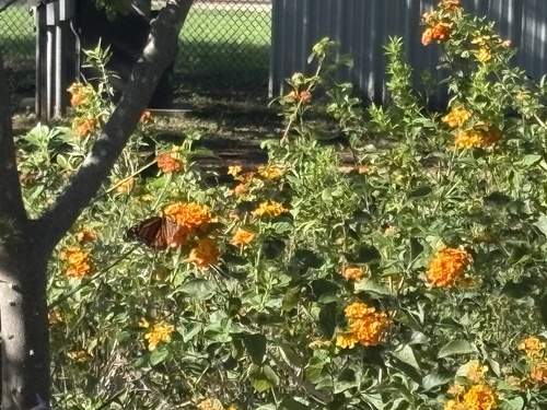 Monarch