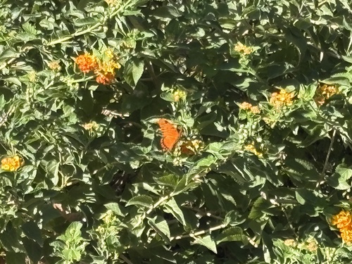 Gulf Fritillary