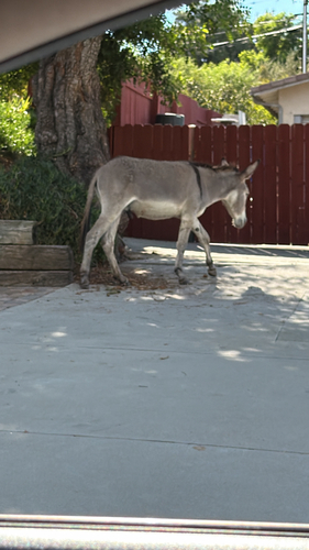 Donkey